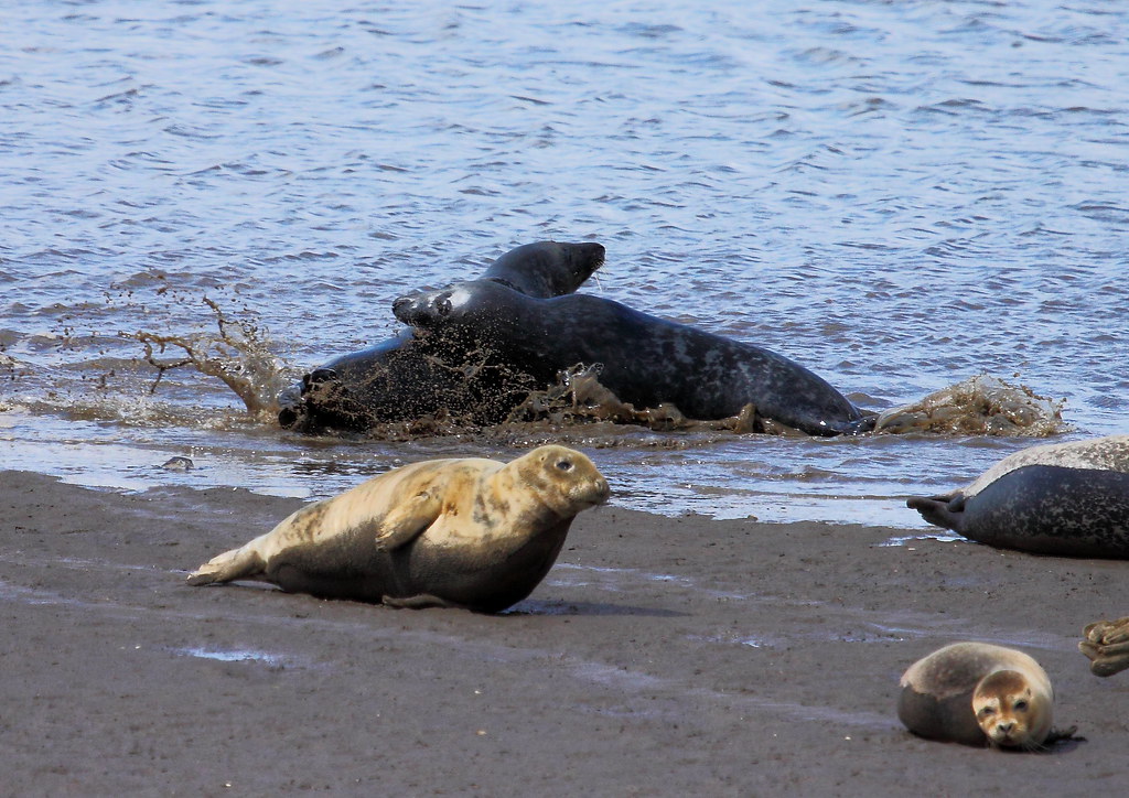 common gray seals on seal sands gretham hartlepool Flickr