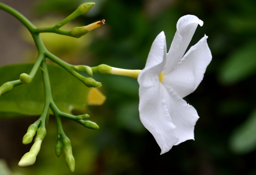 Nayantara নয়নতারা Nayantara flower (Catharanthus roseus / … Flickr