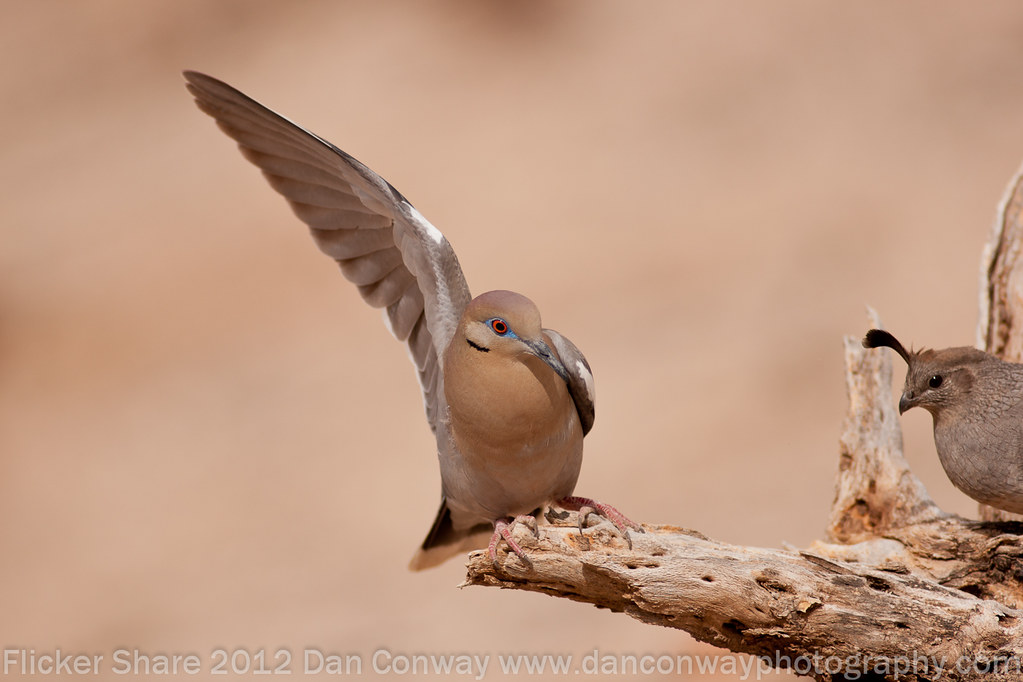 Whitewinged_Dove_68 Slapping A Quail Aggressive Wingsl… Flickr