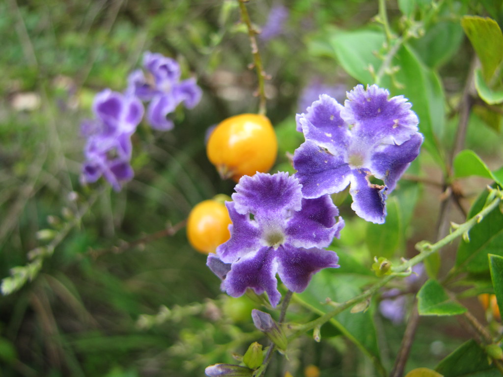 Purple flowers yellow berries Dianna White Flickr