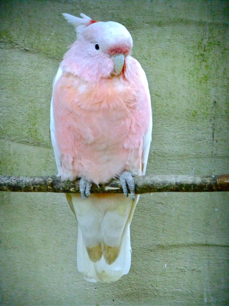 Leadbeater's Cockatoo Peter Stubbs Flickr