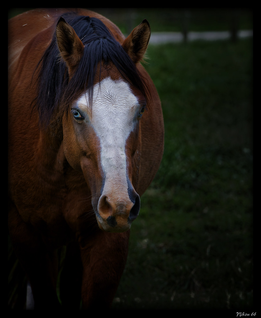 Blue Eyed Horse A blue eyed horse is known as a "wall eye.… Flickr