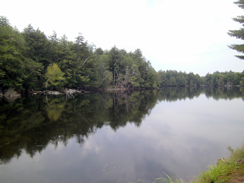Lake Frances trumpeterny Flickr