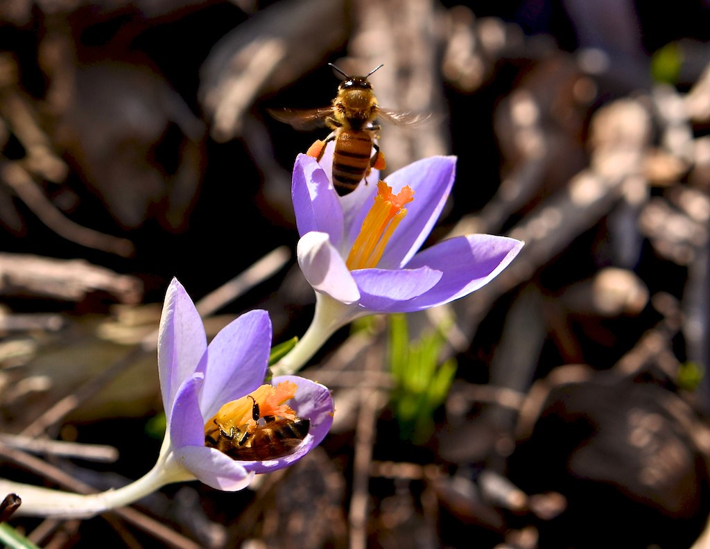 Spring Pollinators Mandy Applin Flickr