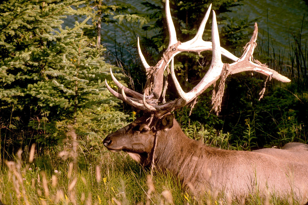 Bull Elk Shedding Velvet in Jasper National Park Minty Verbeten Flickr