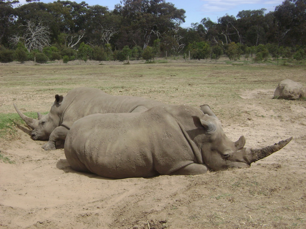 Rhinos at Weribee Zoo A crash of rhinos lazing around at t… Flickr