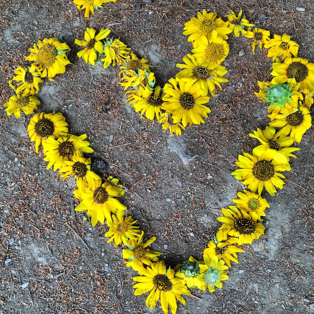 Sunflower Garden, Westminster, MD Forsaken Fotos Flickr