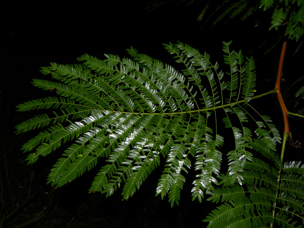 Cojoba arborea (L.) Britton & Rose Vascular Plants of the … Flickr