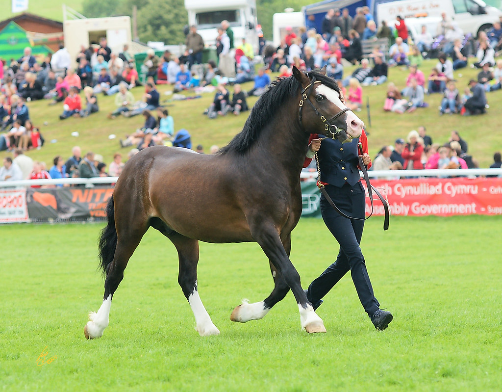 Royal Welsh Show welsh cobs22 BlackSoulChoir Flickr