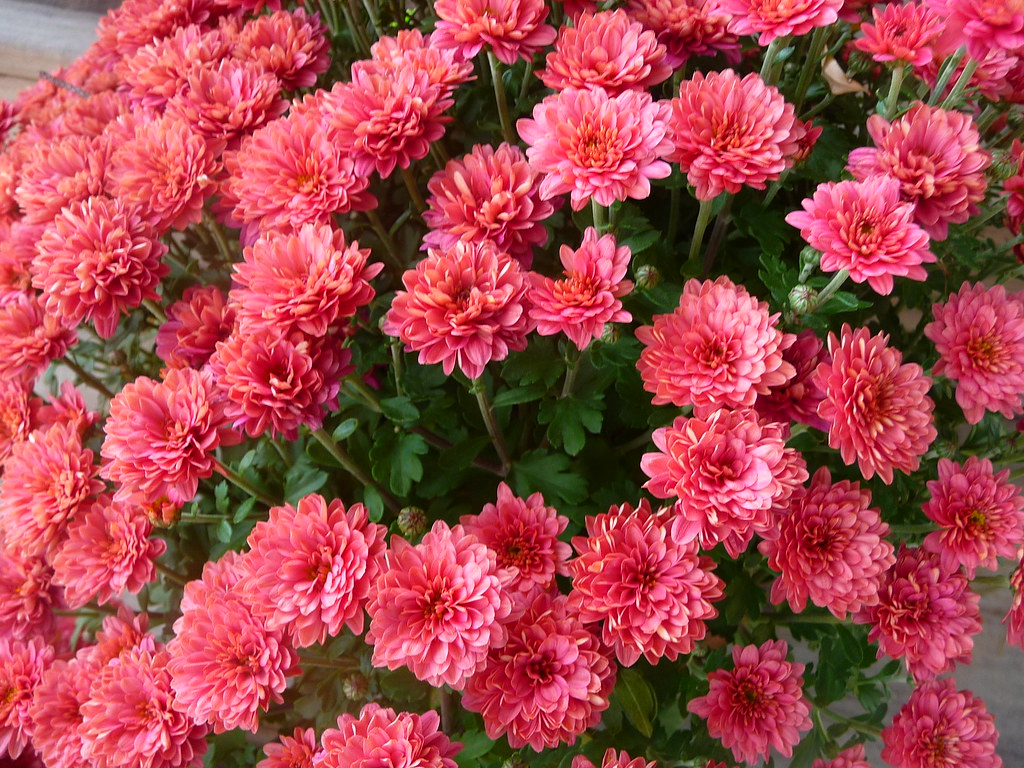 Autumn colorful mums for sale Under the Pines Market. Oc… Flickr