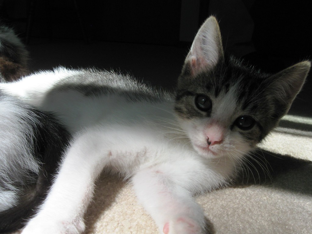 10 Week Kittens Gallipolis, OH Adoptable kittens. House b… Flickr