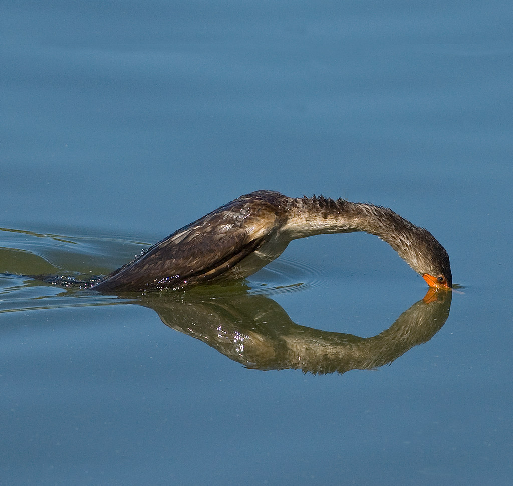 Doublecrested Cormorant (Phalacrocorax auritus) Virginia … Flickr