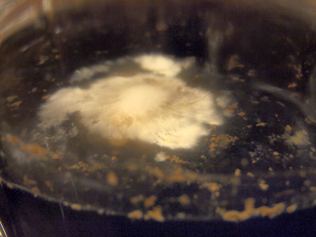 Beer infection My very first completely lost batch. It was… Flickr
