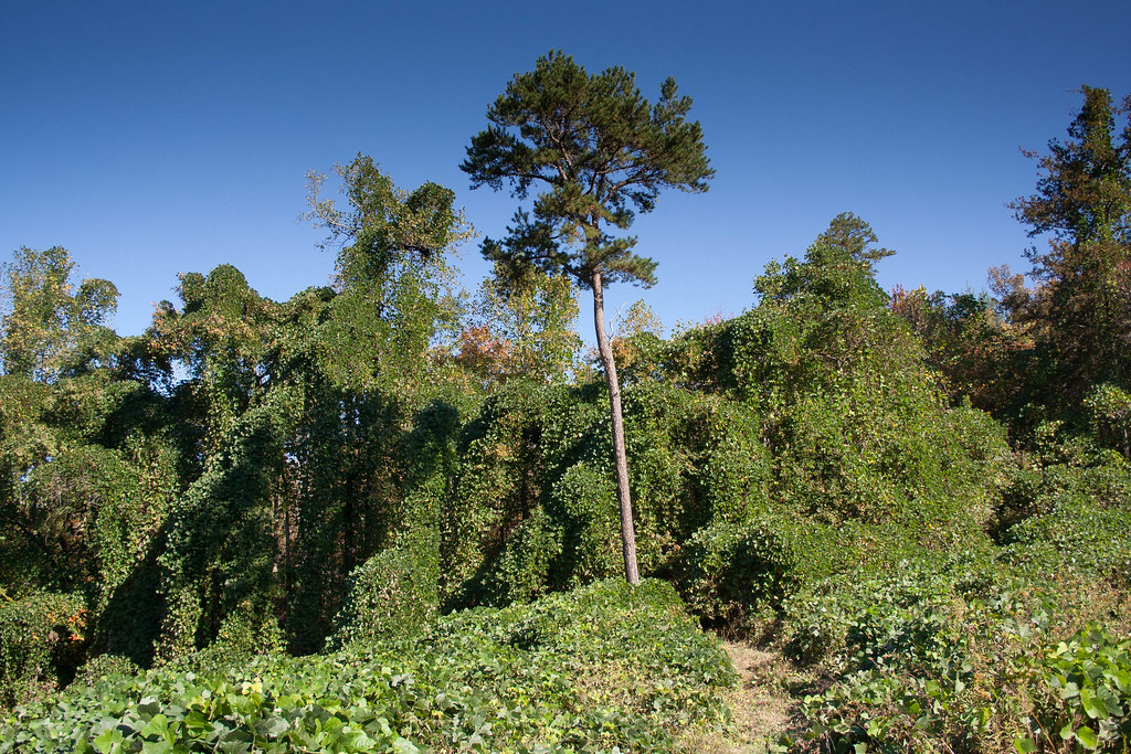 kudzu The plant that ate the South. Jim Flickr