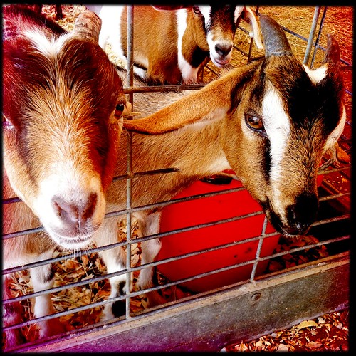 Baby Goats Delta Fair Petting Zoo Sept. 4, 2012 Memphis, T… Flickr