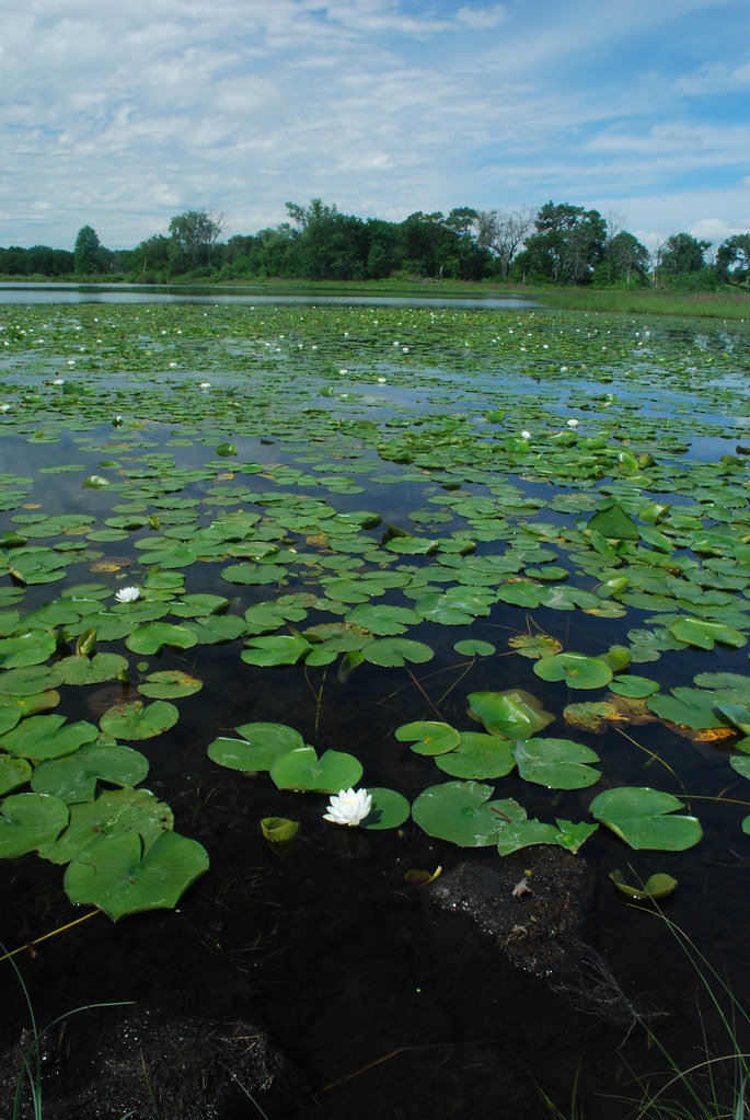 Pads on the Pond Muir Park Wisconsin State Natural Area 9… Flickr