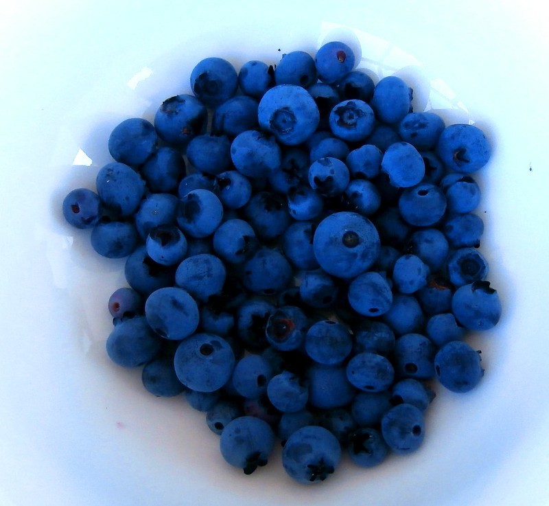 Los Arándanos (blueberries) Nutrición Calidad de Vida