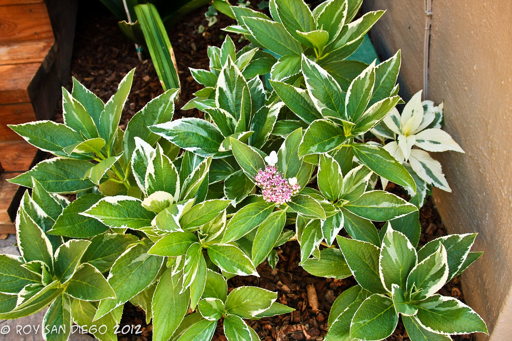 Variegated Hydrangea Roy San Diego Flickr