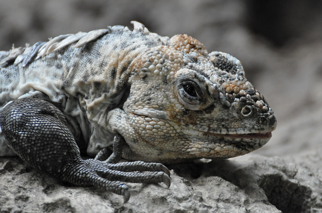 Utila Spinytailed Iguana Utila leguaan (Ctenosaura bakeri)… Flickr
