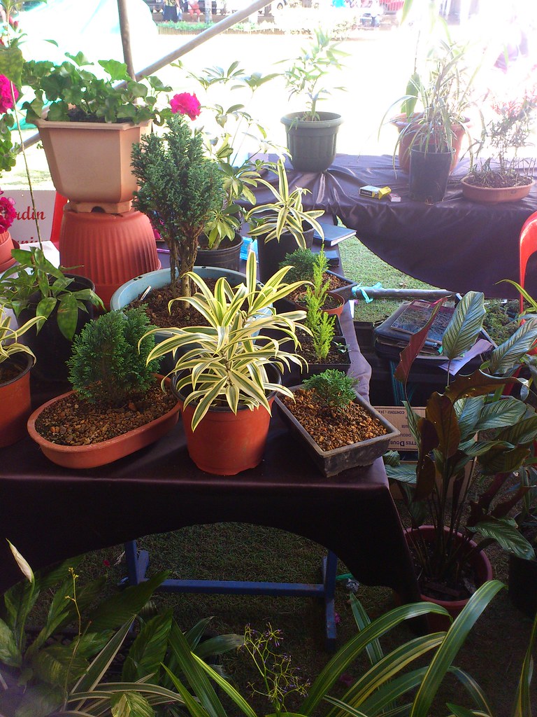 Mauritius Plant Show Some merchant selling those sprouts a… Flickr