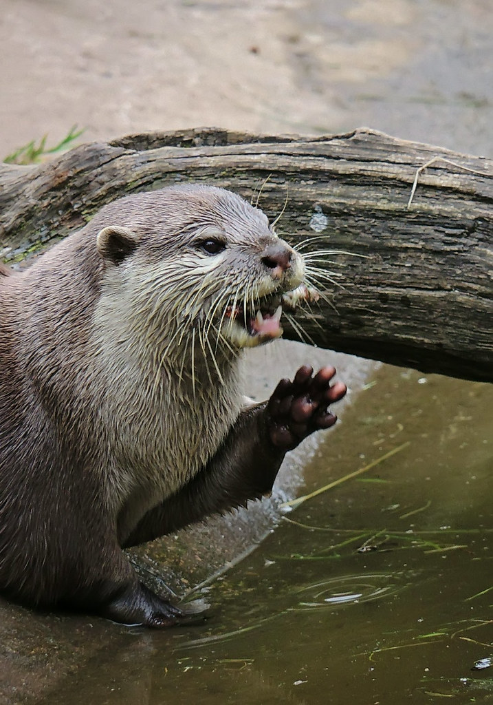 Otter Dartmoor Otters And Buckfast Butterflies. Buckfastle… Flickr
