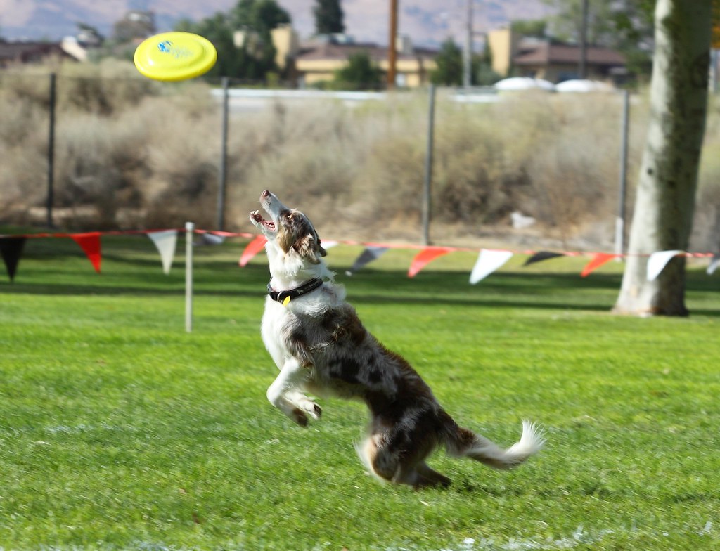 DiscDog1A A member of Disc Dogs in Southern California goe… Flickr