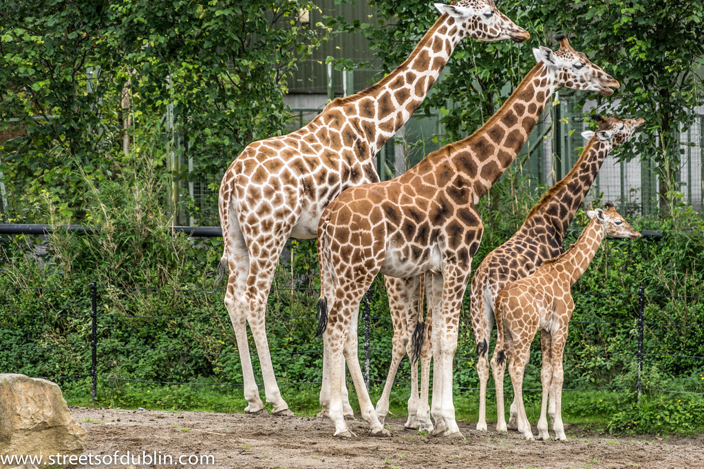 The Streets Of Dublin Project Visits Dublin Zoo The Royal … Flickr