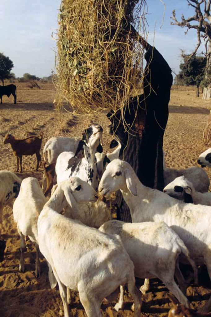 Sheep feeding on leguminous feeds A herd of sheep feeding … Flickr