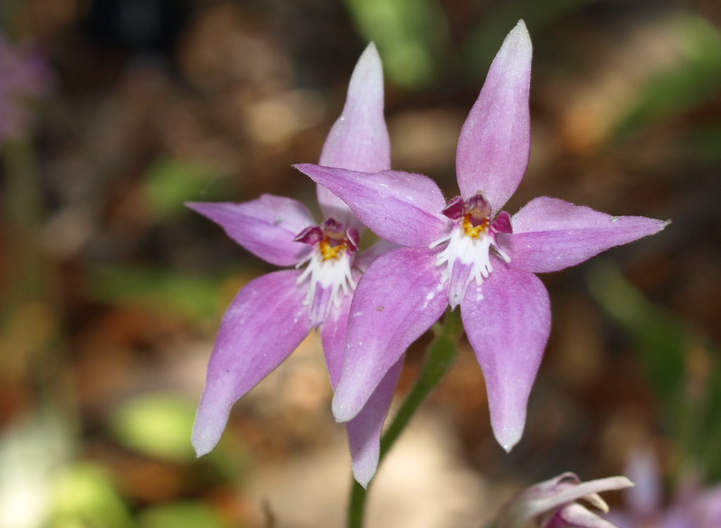 orchid festival 2023 perth Fairy orchids Spring Festival in Perth Coweena Flickr