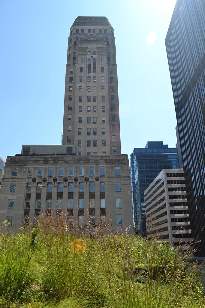 Chicago City Hall Green Roof August 2012 Celia Haven Flickr