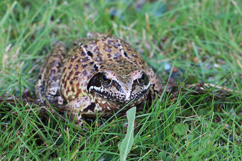 Frogs and co... Flickr