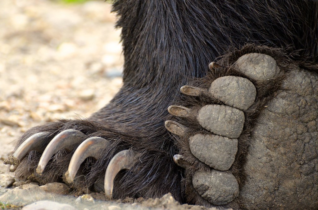 Grizzly Bear Paws Back and Front Paws Wendy Chambers Flickr