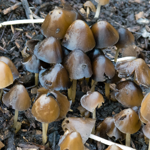 Mushrooms growing on a garden path David Flickr
