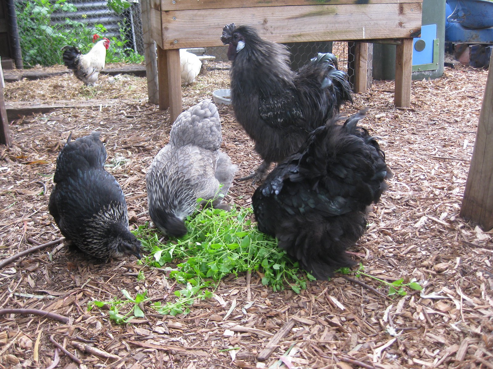 Chickens love chickweed Eat That Weed