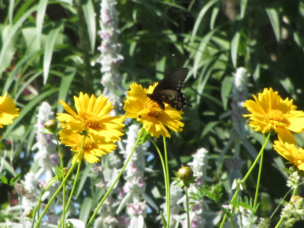 20120527 041 Keosauqua, Iowa David Wilson Flickr