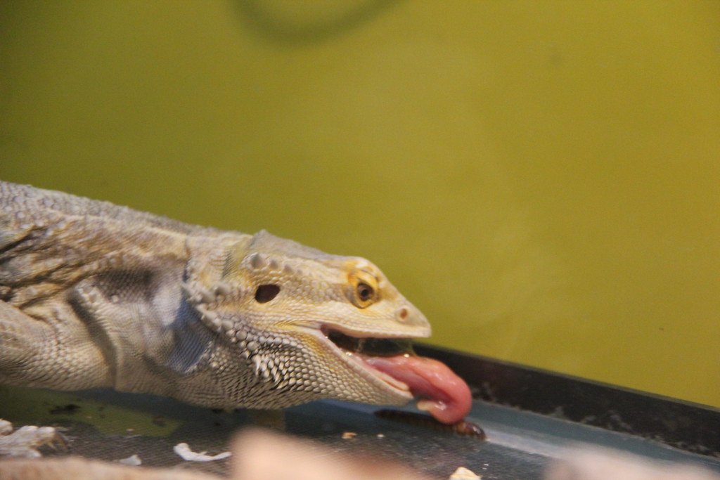 3008_0015 Bearded dragon lizard eating meal worms museum98 Flickr