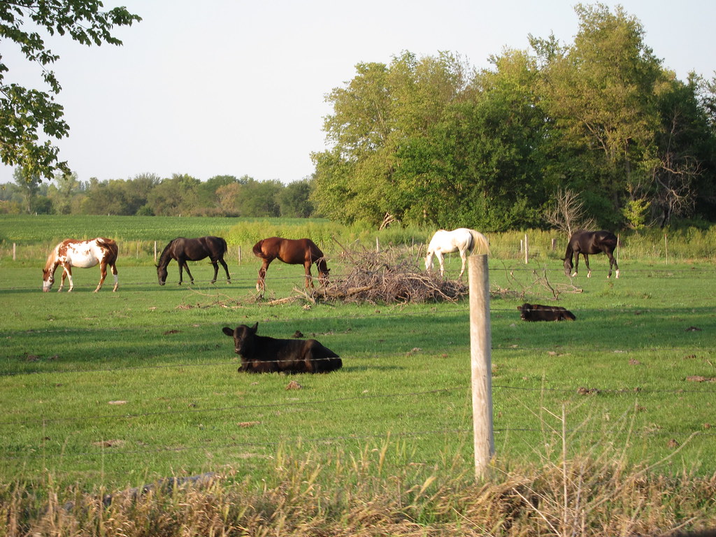 Horses on Iowa County Backroads 82812 02 anothertom Flickr
