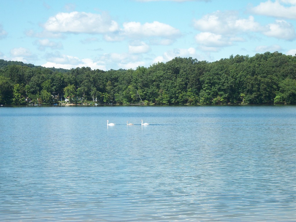 Three Swans Sylvan Lake, Hopewell Junction, New York Septe… Flickr