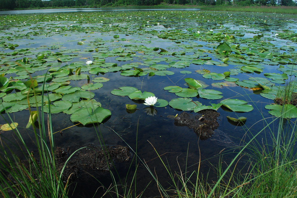 Pads on the Pond Muir Park Wisconsin State Natural Area 9… Flickr
