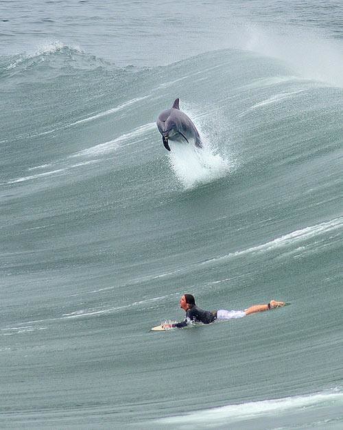 dauphin surf Share the Way Flickr