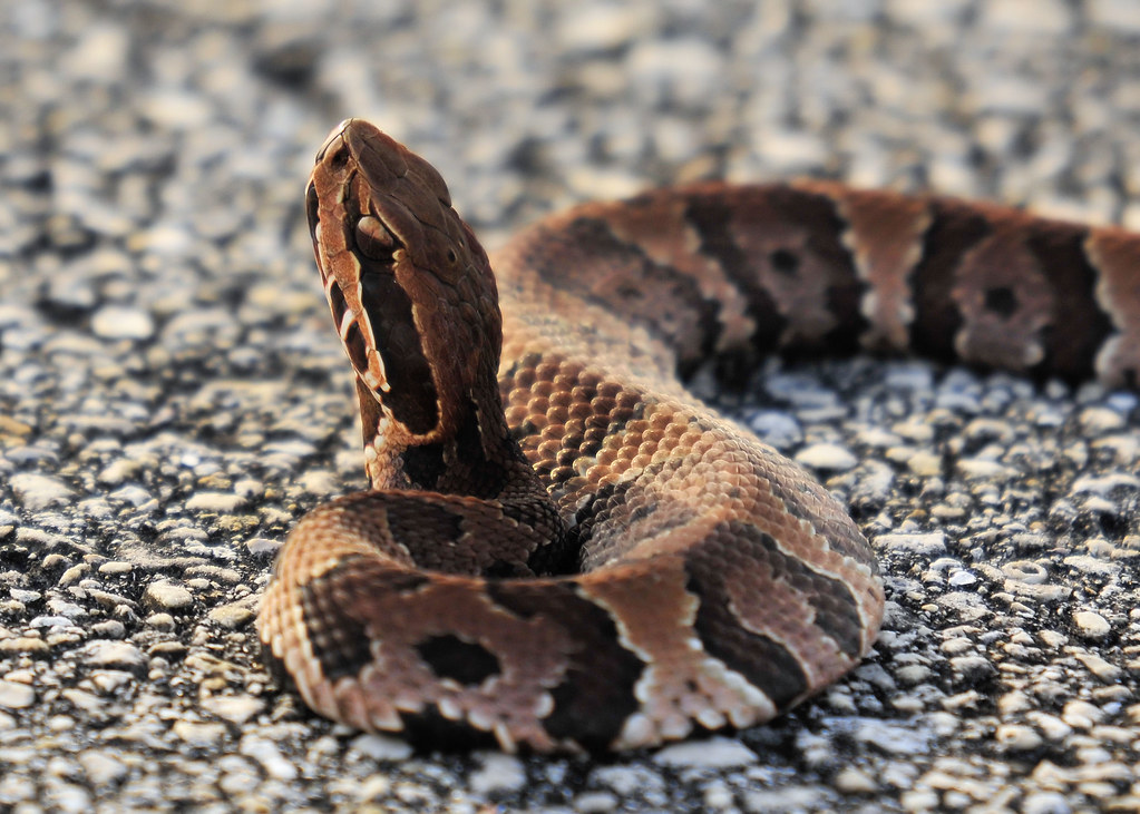 Juvenile Water Moccasin Juvenile Water Moccasin (Agkistrod… Flickr