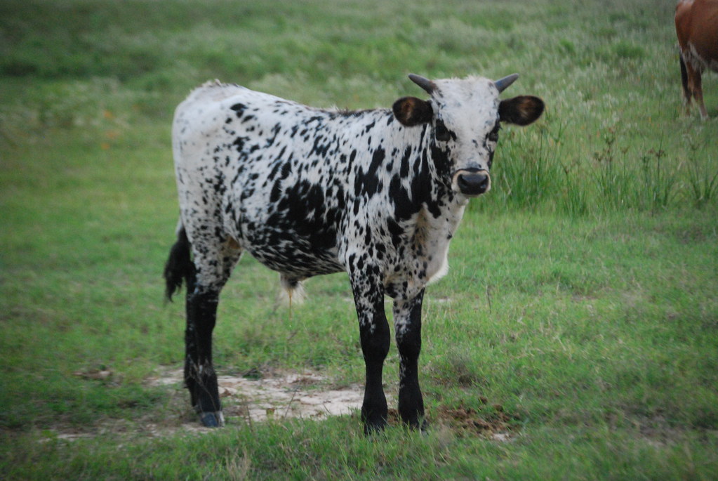 Longhorns_ Longhorn Ranch, Katy, Texas Gasper Mir IV Flickr