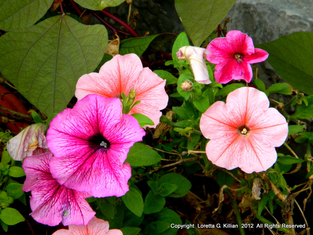 Stockertown, PA Lots of well tended gardens in town. 0927