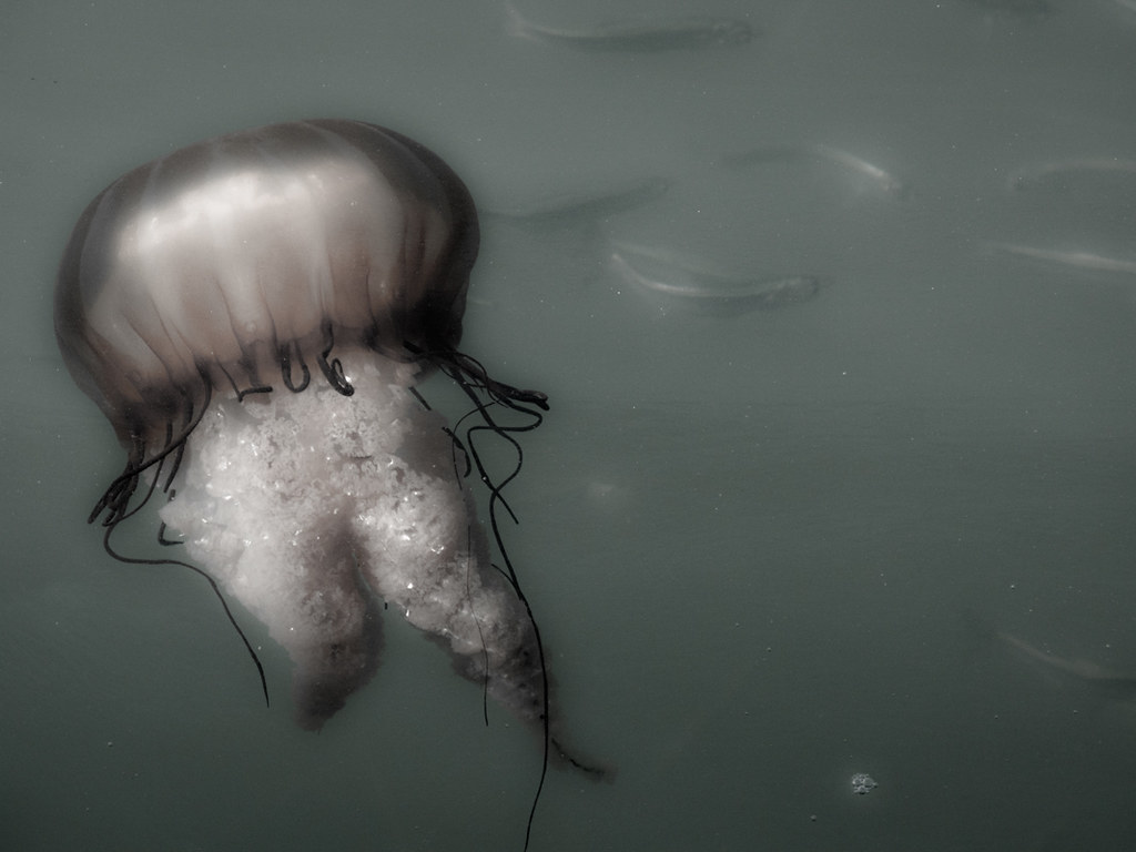 jelly and bait fish IMG_4467EditEdit copy 2 Steven Schnoor Flickr