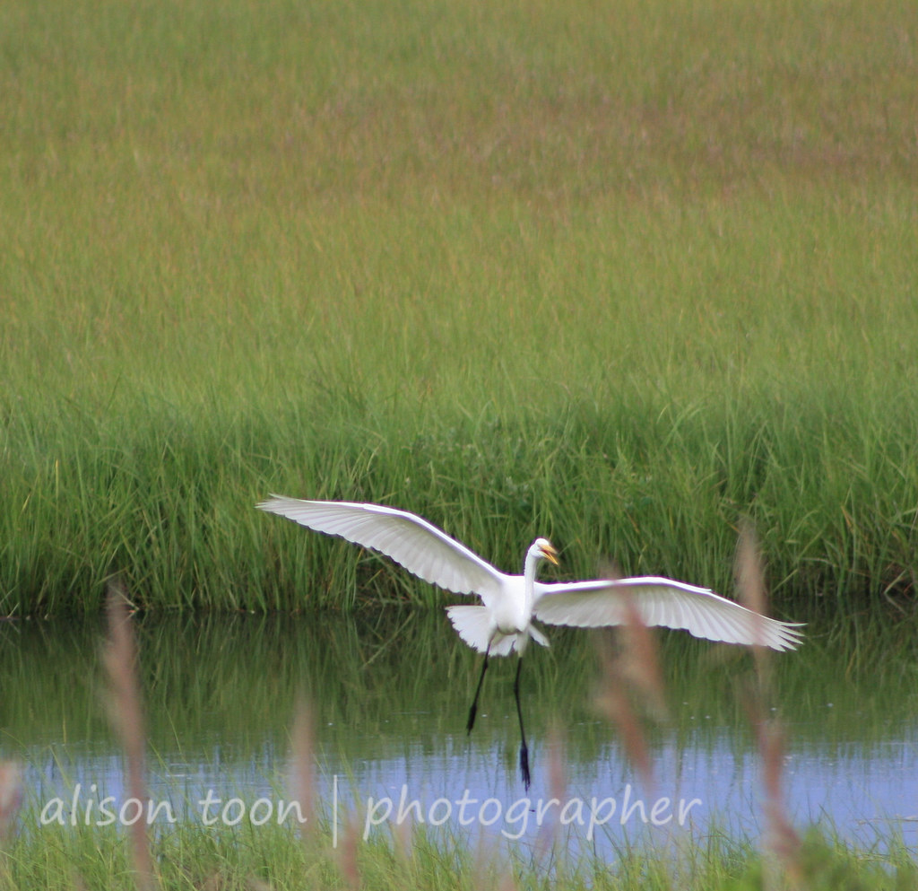 Long Island big birds Herons, egrets, ibis Mastic Beach w… Flickr