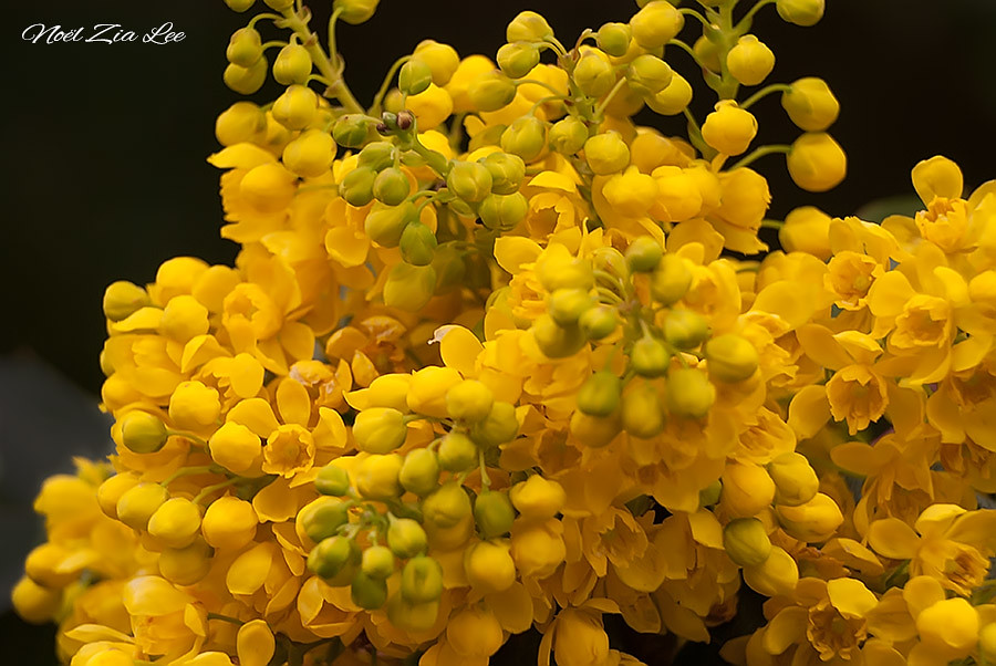 Oregongrape Blossoms The Oregon state flower Flickr