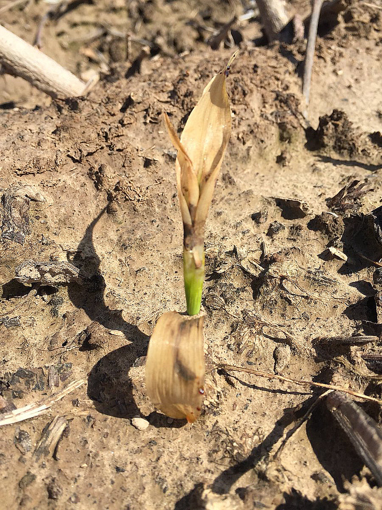 4102018 Recovering Corn RECOVERING — Young corn plant sh… Flickr