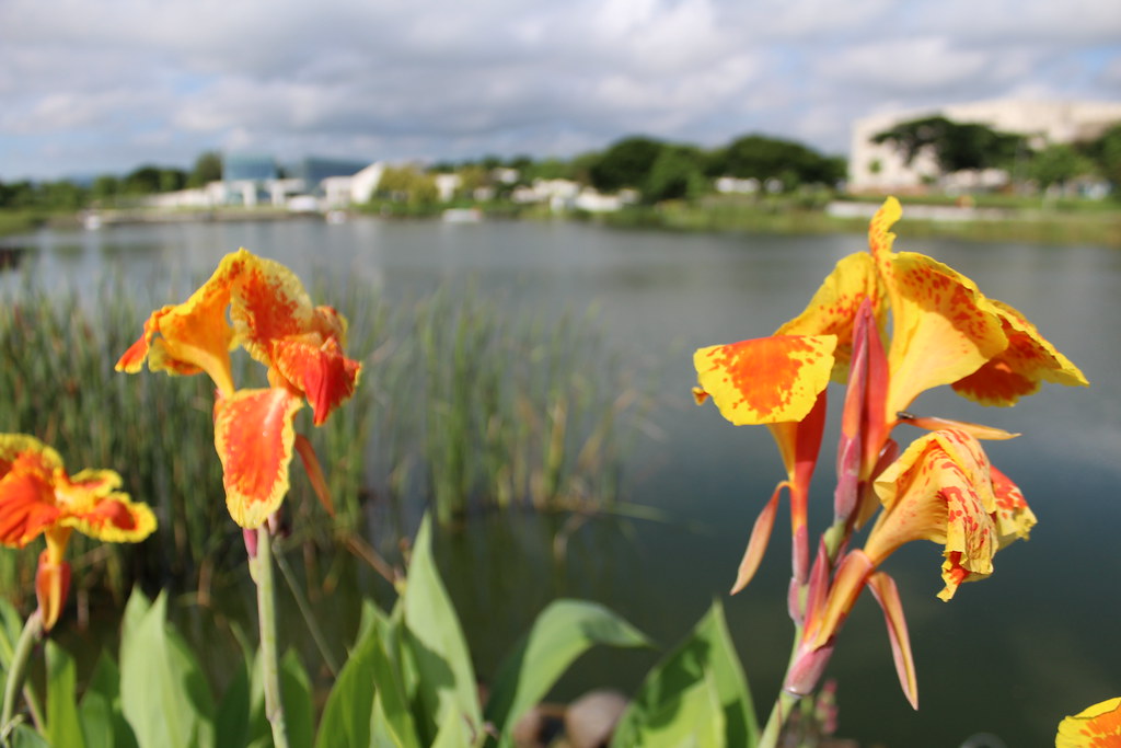 WOW FLOWERS Bandera Espanola PINOY PHOTOGRAPHER Flickr
