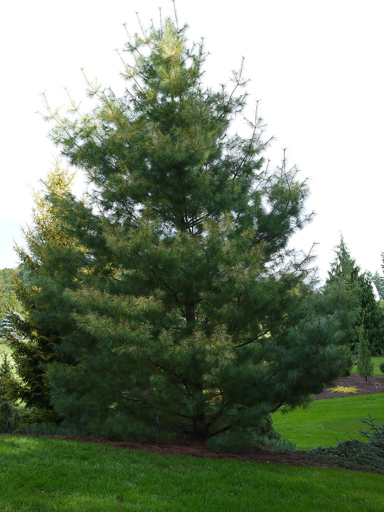 Pinus strobus 'Golden Candles' Pinus strobus 'Golden Candl… Flickr