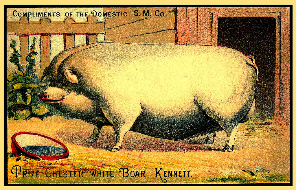 PrizeWinning Chester White Boar named about 18… Flickr